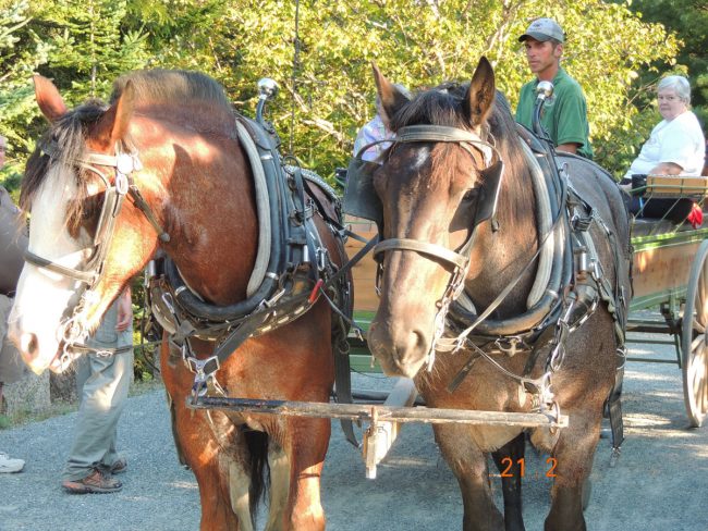 Horse drawn carriage, Acadia National Park, historical, outdoor activity
