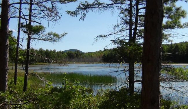 Scenic view, Southwest Harbor, forest, lake, mountain