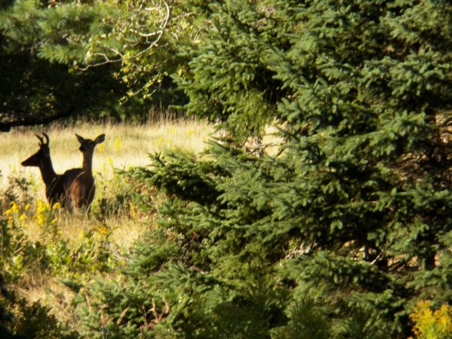View of deer from cottage
