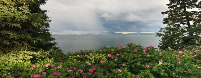Storm and roses